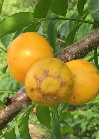 Hog Plum (Ximenia Americana)