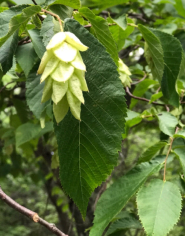 American Hornbeam (Carpinus Caroliniana) Liner & 3 Gallon