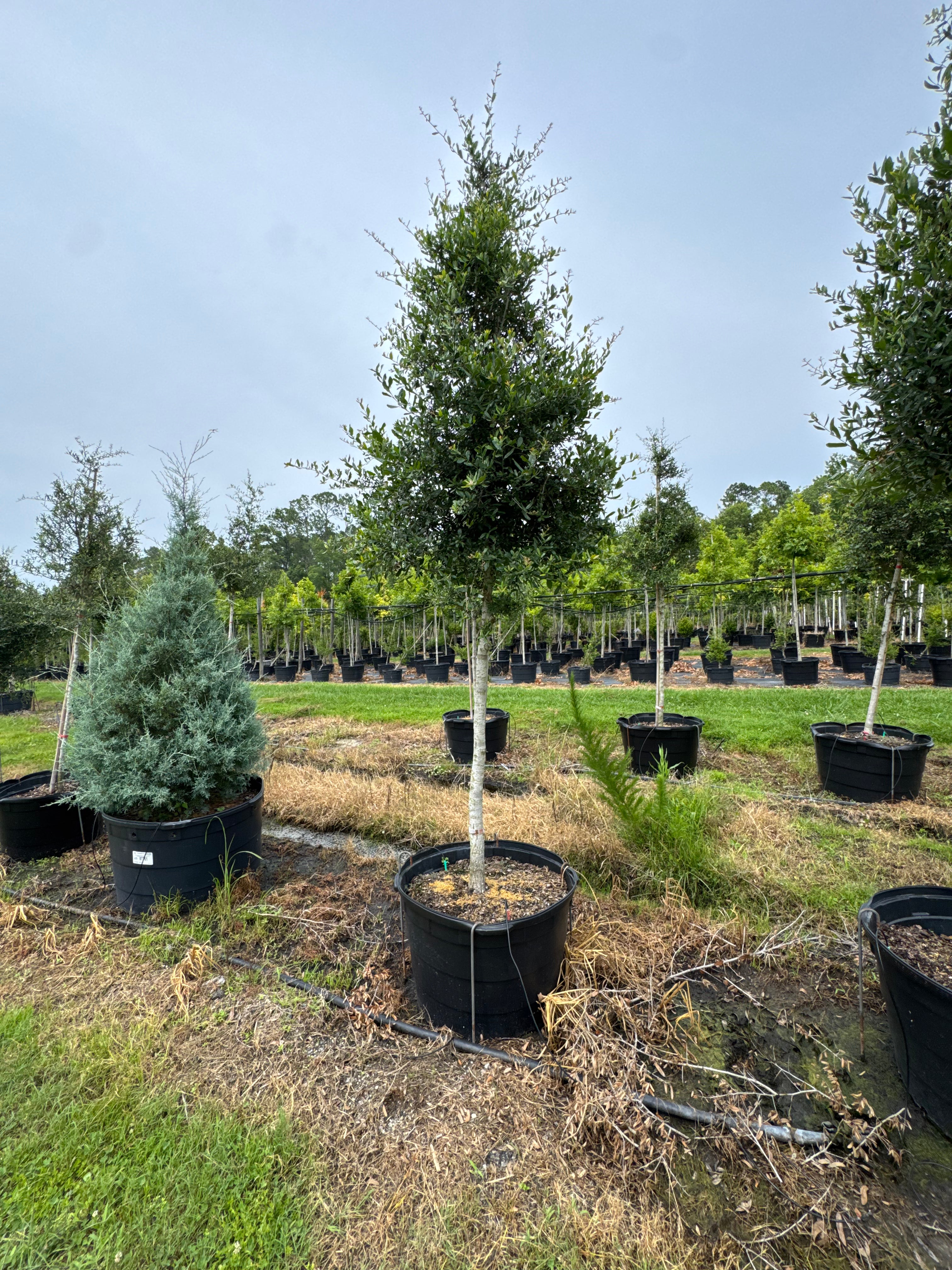 Live Oak (Quercus Virginiana)