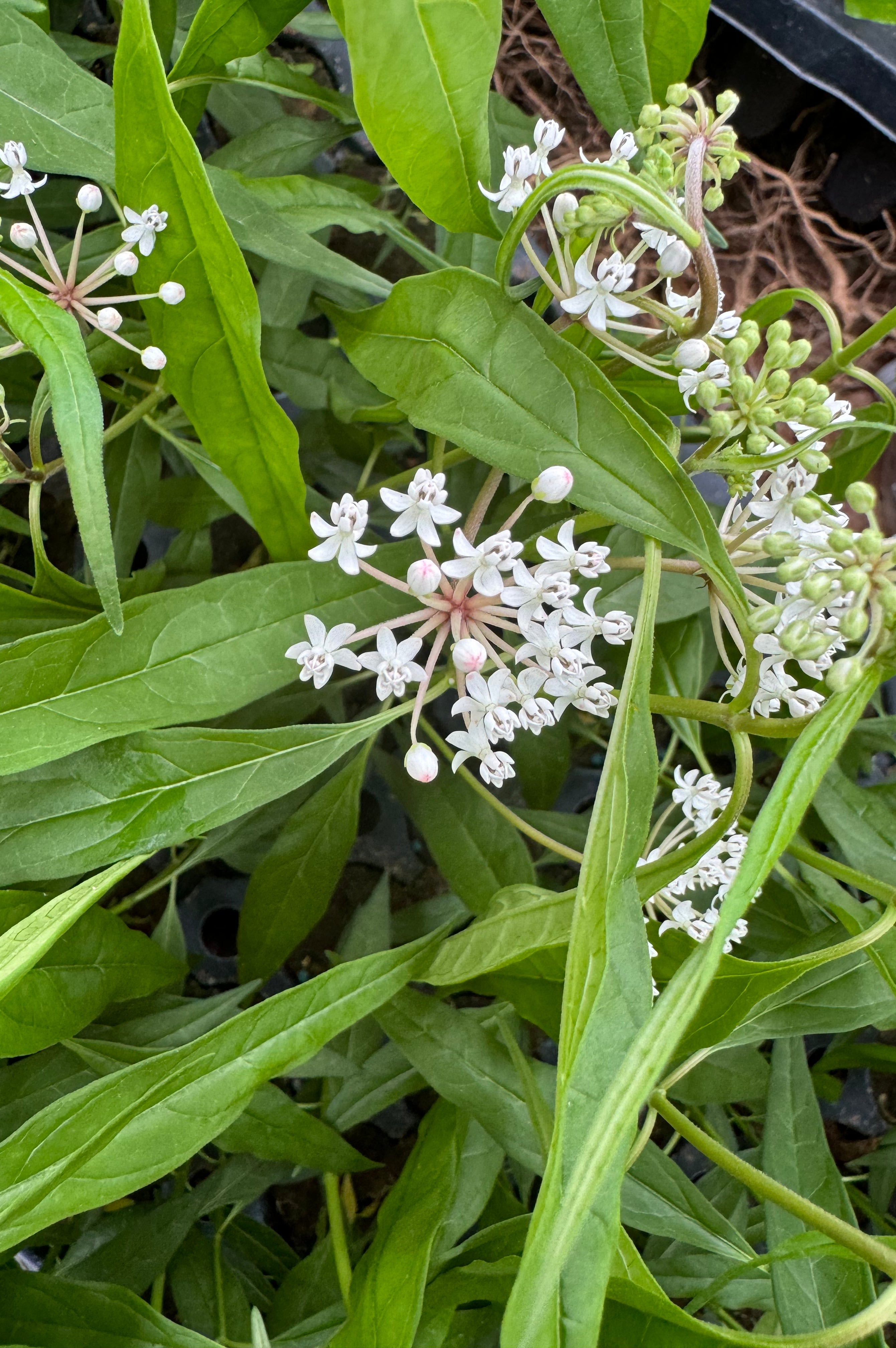 Native Milkweed White (Asclepias Perennis)