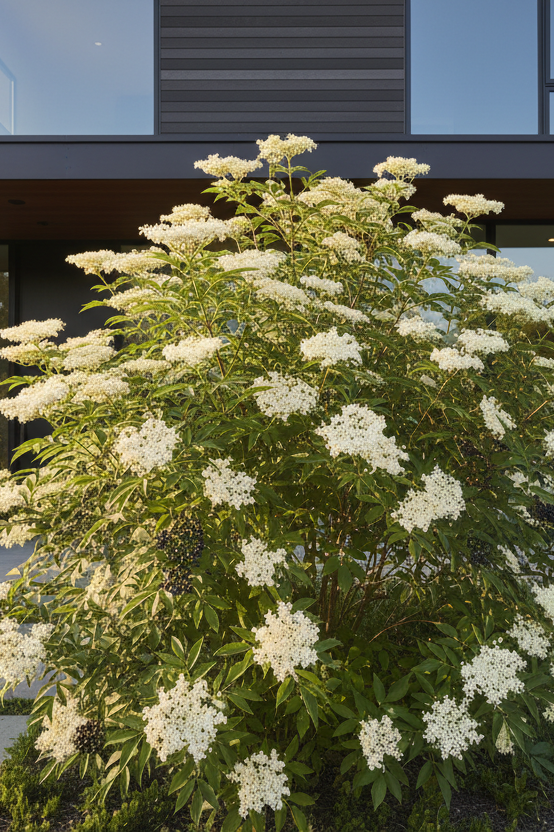 Flowering bush in front of a modern house with large windows