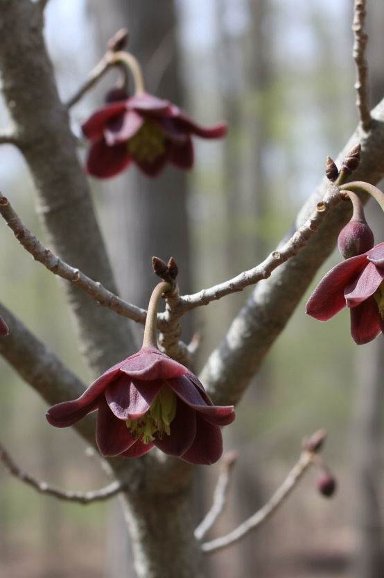 Burgundy flowers on a tree branch with a blurred forest background