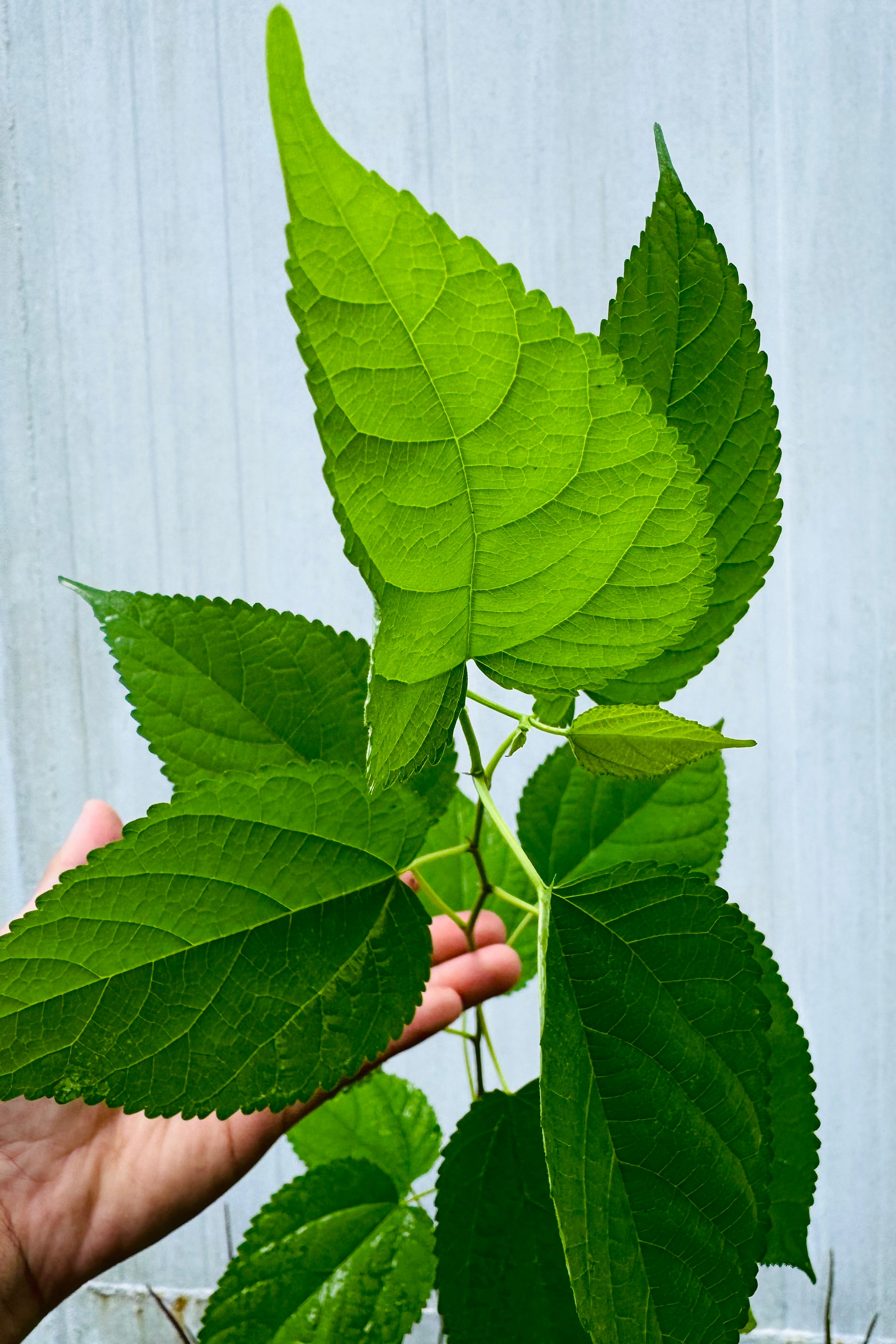 Native Mulberry (Morus Rubra)