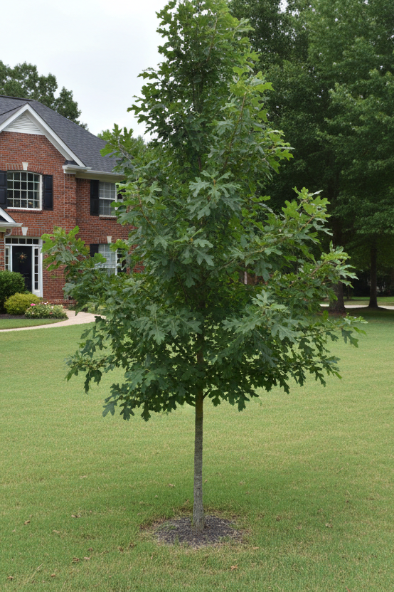 Nuttall Oak (Quercus Texana) small tree in yard