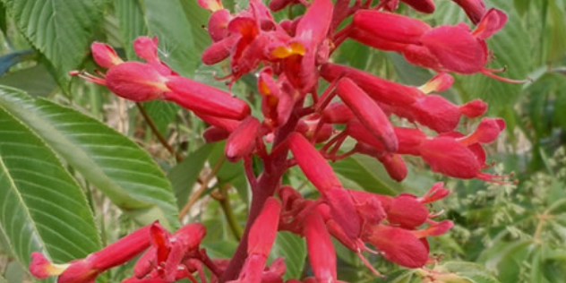 Red buckeye