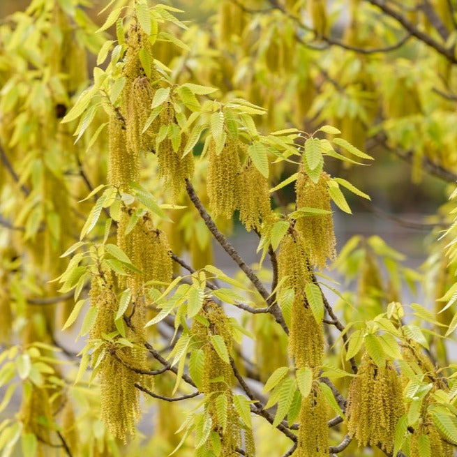 Sawtooth Oak (Quercus Acutissima)