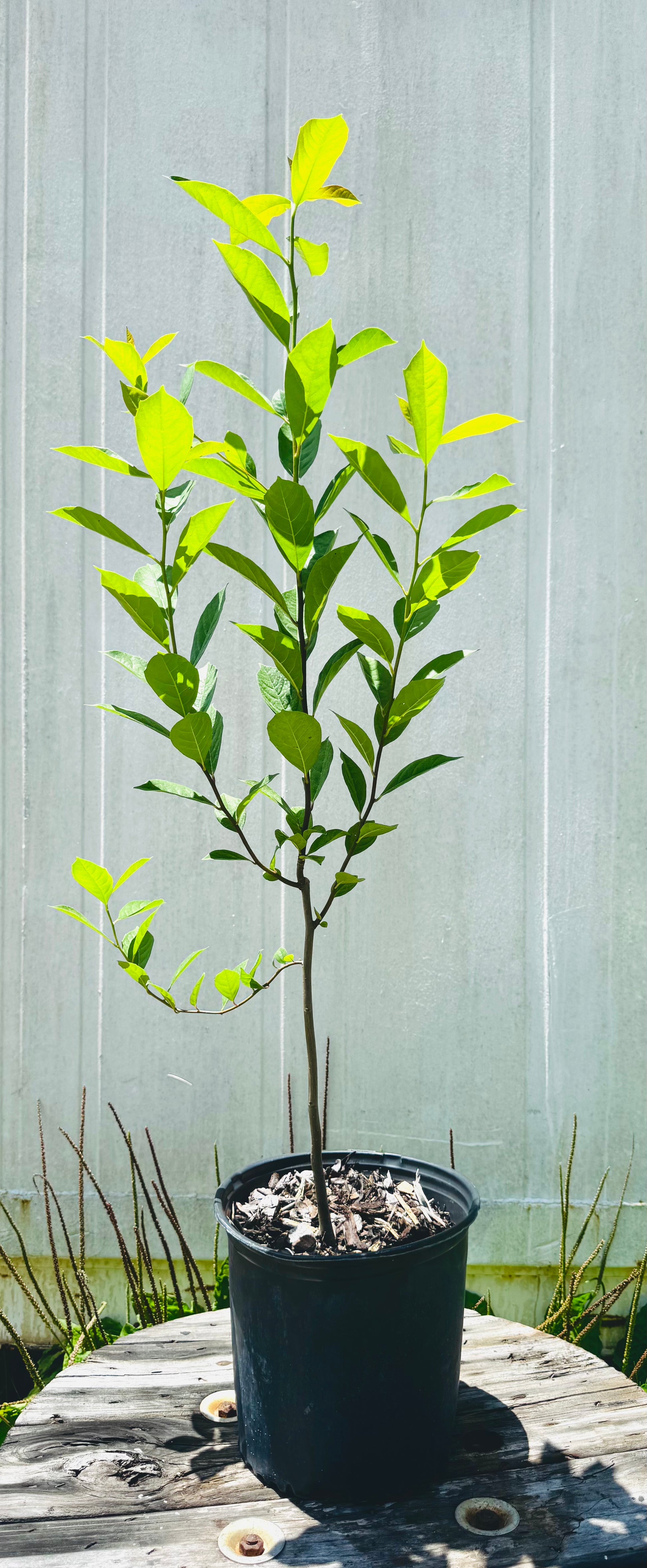 Swamp Tupelo (Nyssa biflora) 3 Gallon