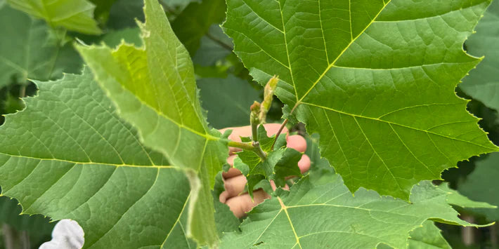 Sycamore 15g 1flowing well tree farm heic