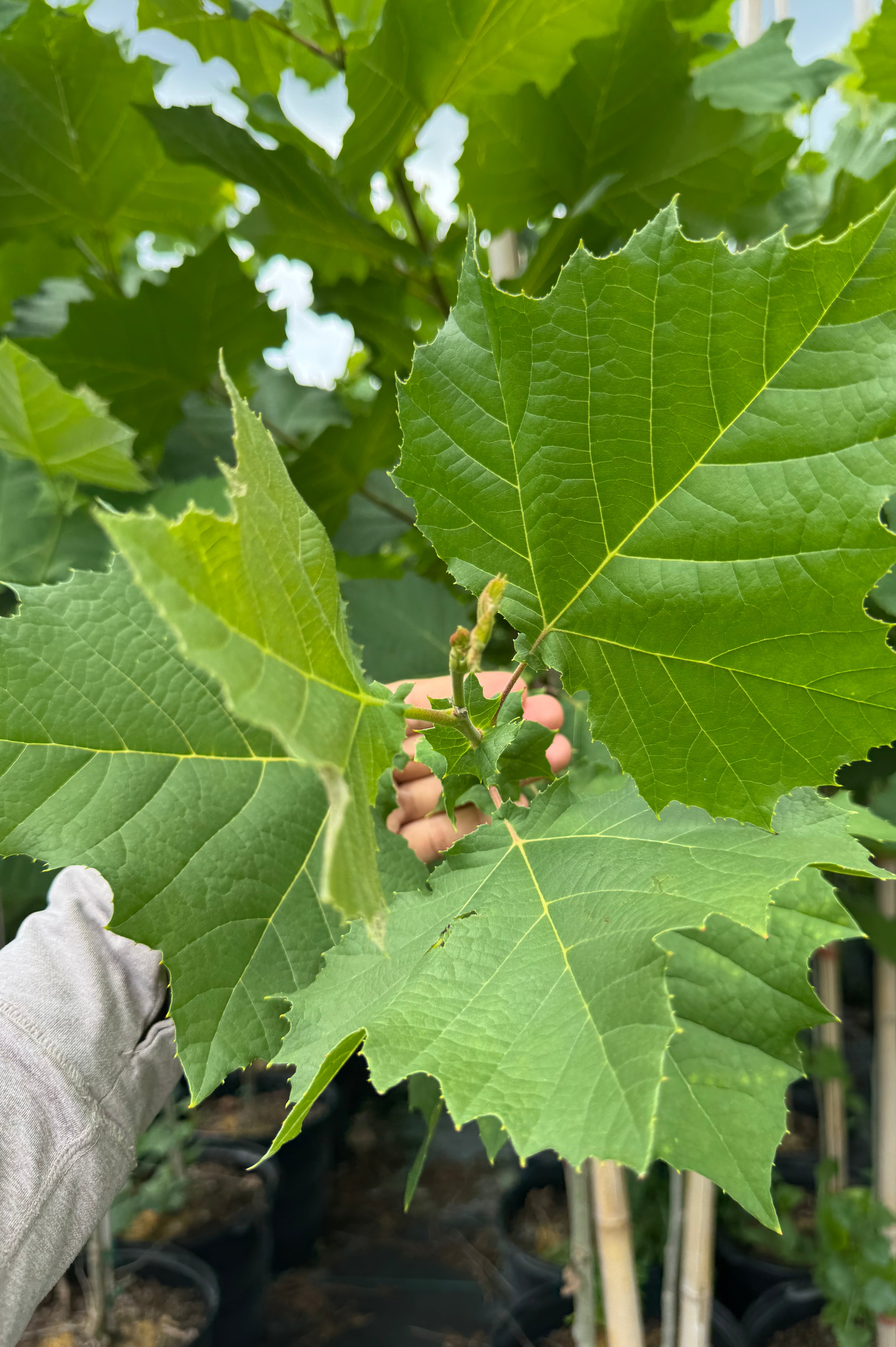 SUPER SALE Sycamore Tree (Platanus occidentalis)