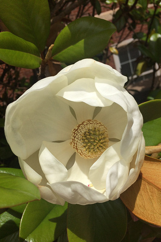 Teddy Bear Magnolia (Magnolia Grandiflora 'Southern Charm)