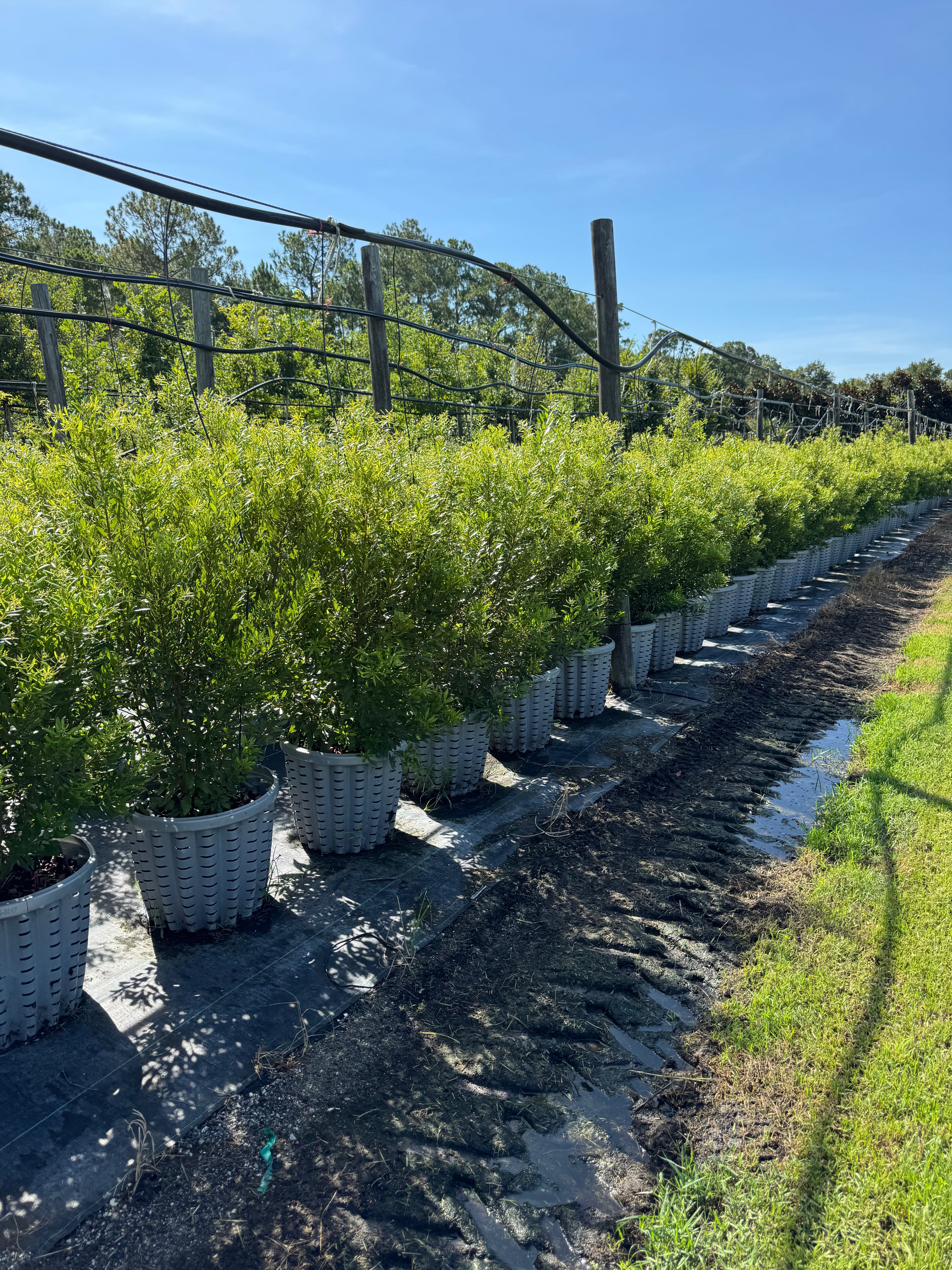 Wax myrtle 15g flowing well tree farm