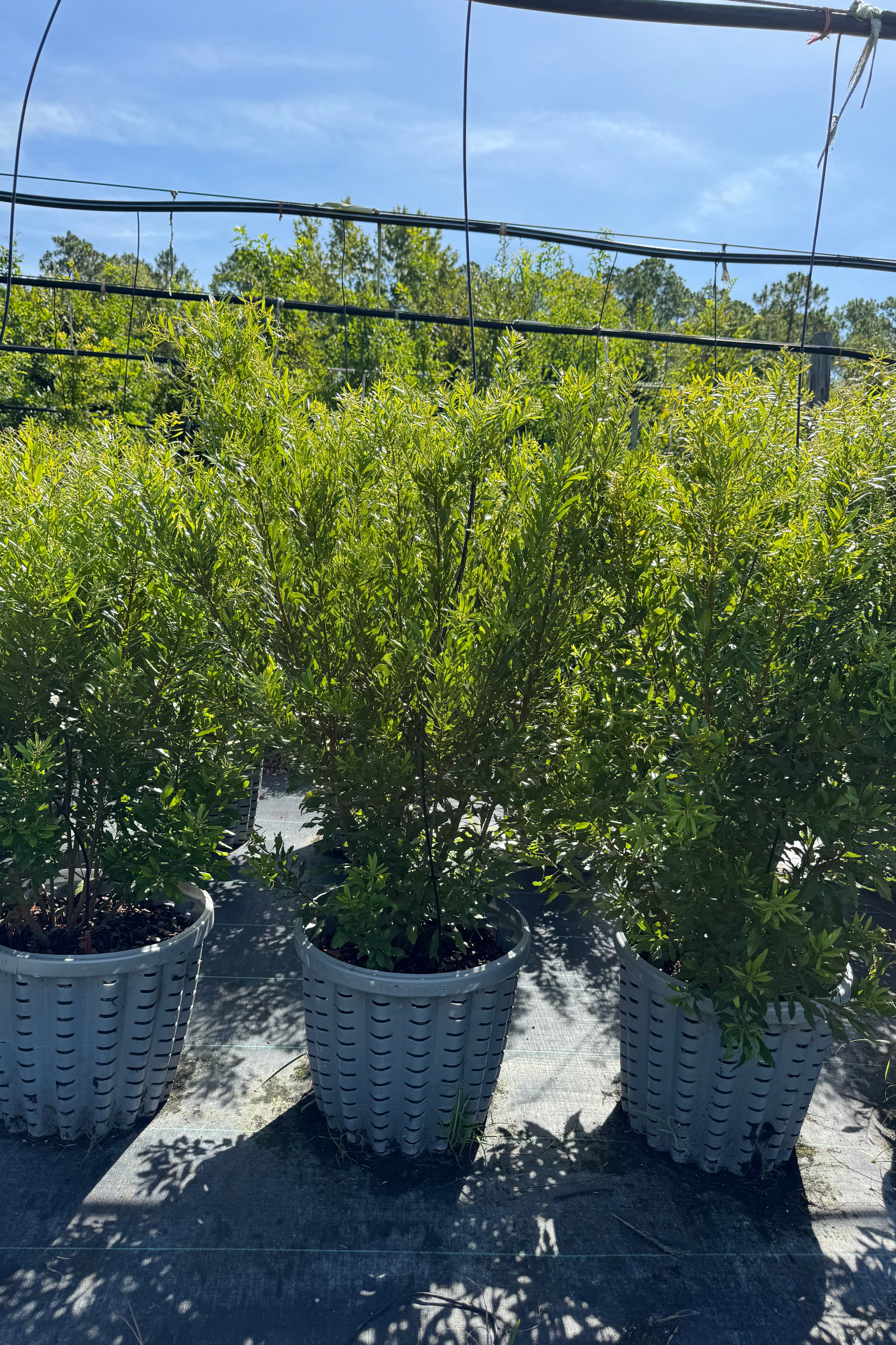 Potted plants in woven baskets on a concrete surface with a clear sky.