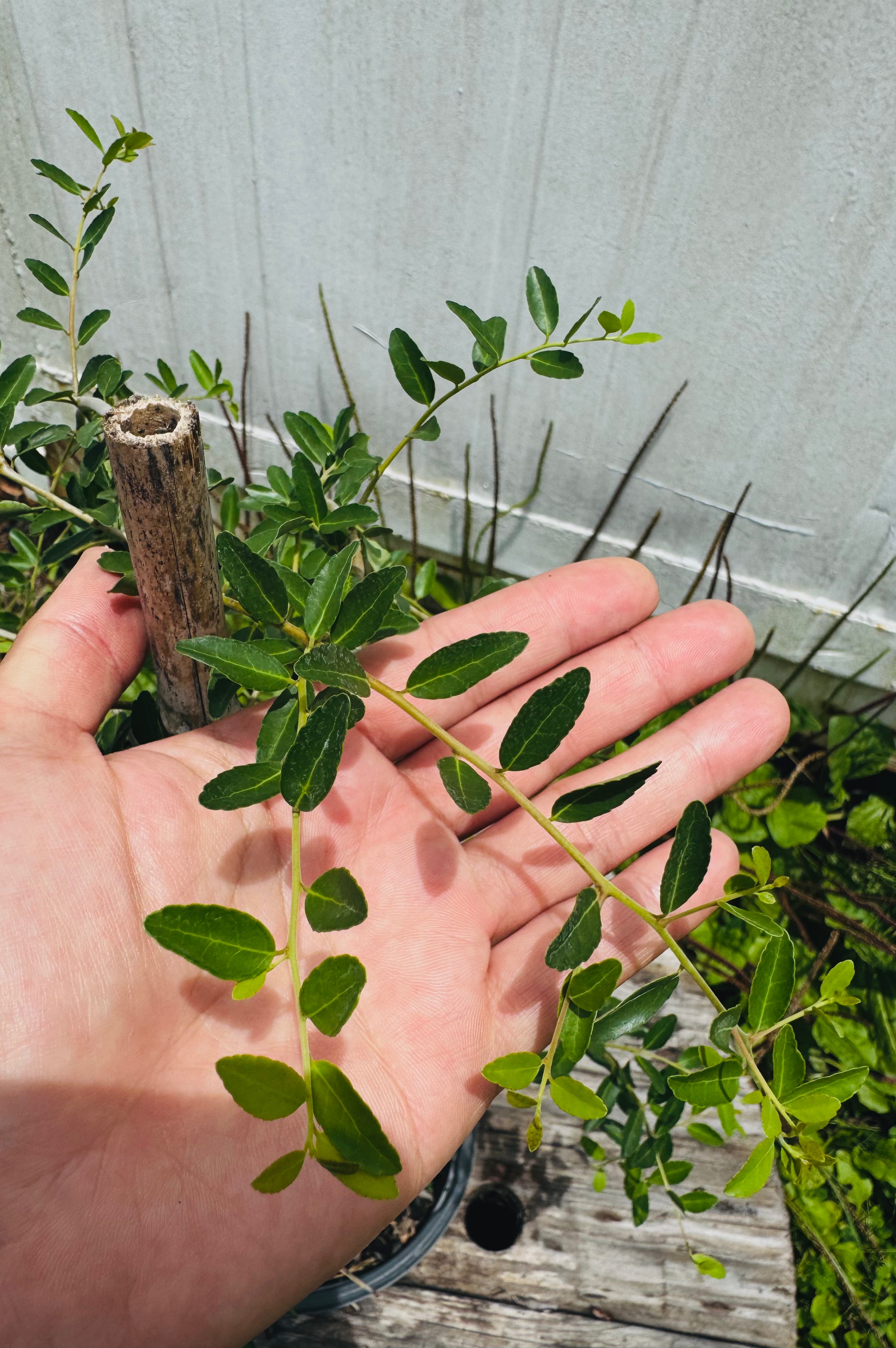 Weeping Yaupon Holly (Ilex vomitoria 'Pendula')