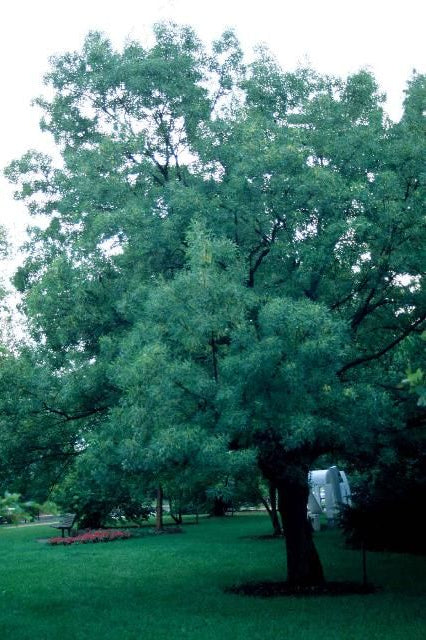 White Ash (Fraxinus Americana)