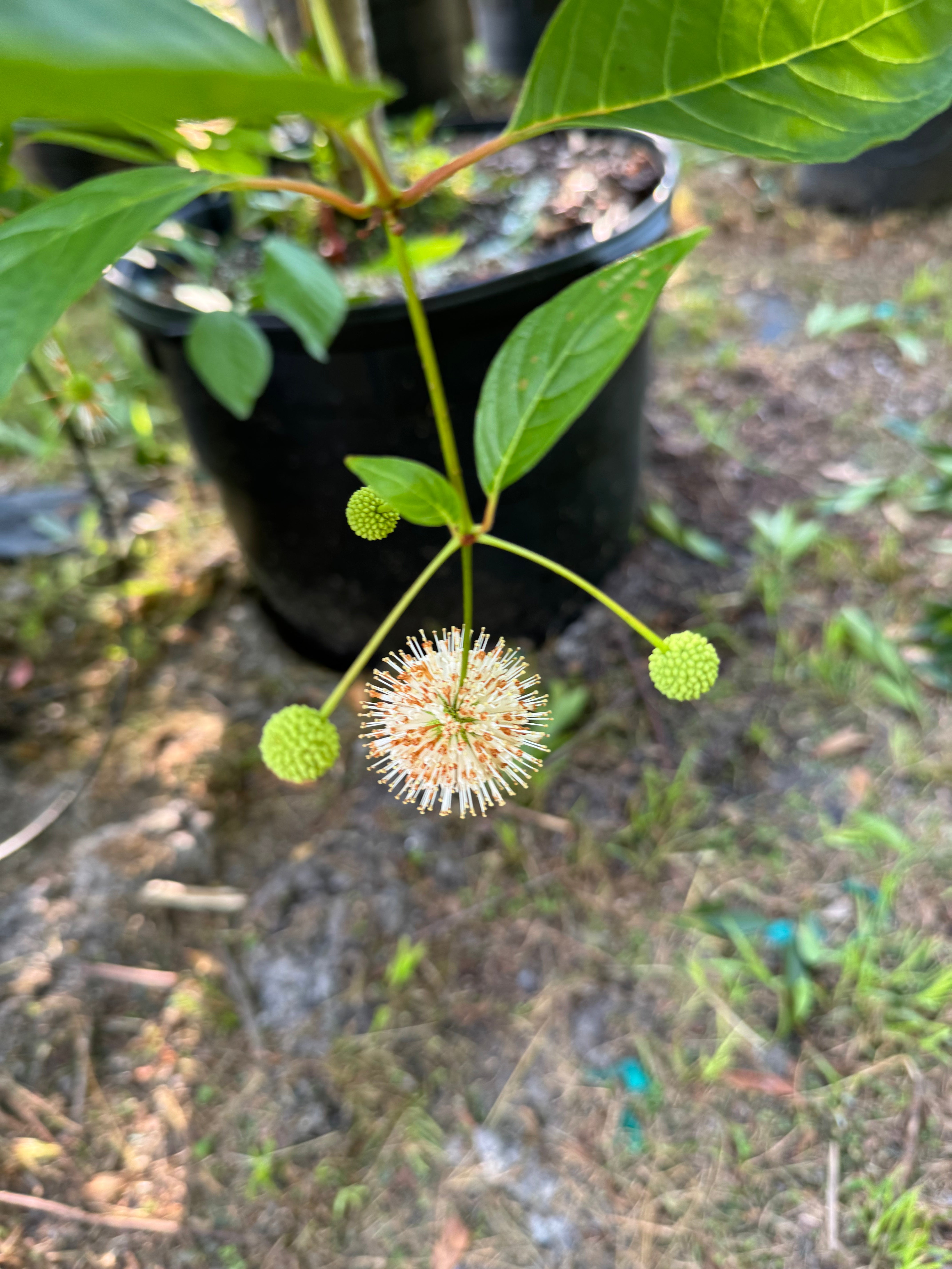 Low-Maintenance Fruit Trees for Beginners in Florida
