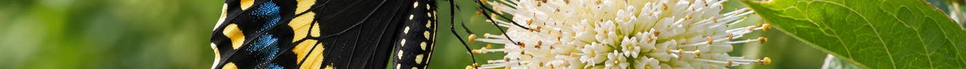 Top 20 Florida Native Plants for Wildlife | Flowing Well Tree Farm