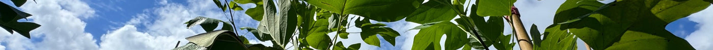 Tulip Poplar: A Majestic Native Tree for Your Florida Landscape