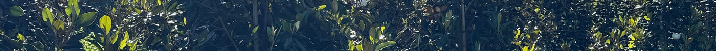 Best Landscape Trees for Southern Yards: Eagleston Holly, Shumard Oak, Nuttall Oak & Magnolias
