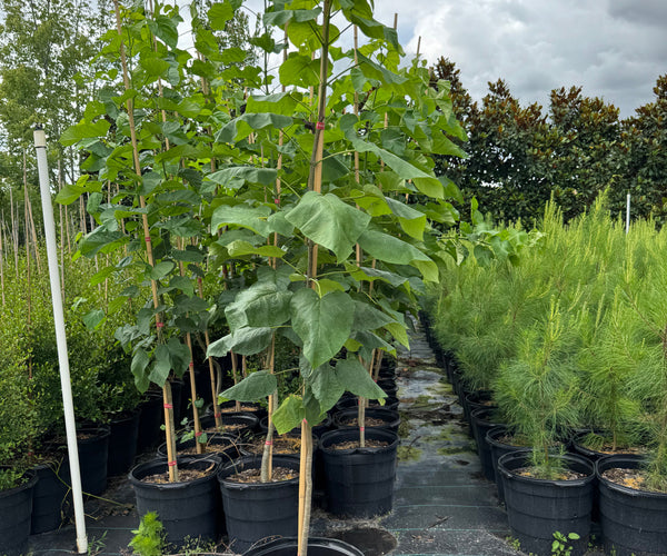 Why Catalpa Trees Deserve a Spot in Your Southern Landscape – Flowing ...