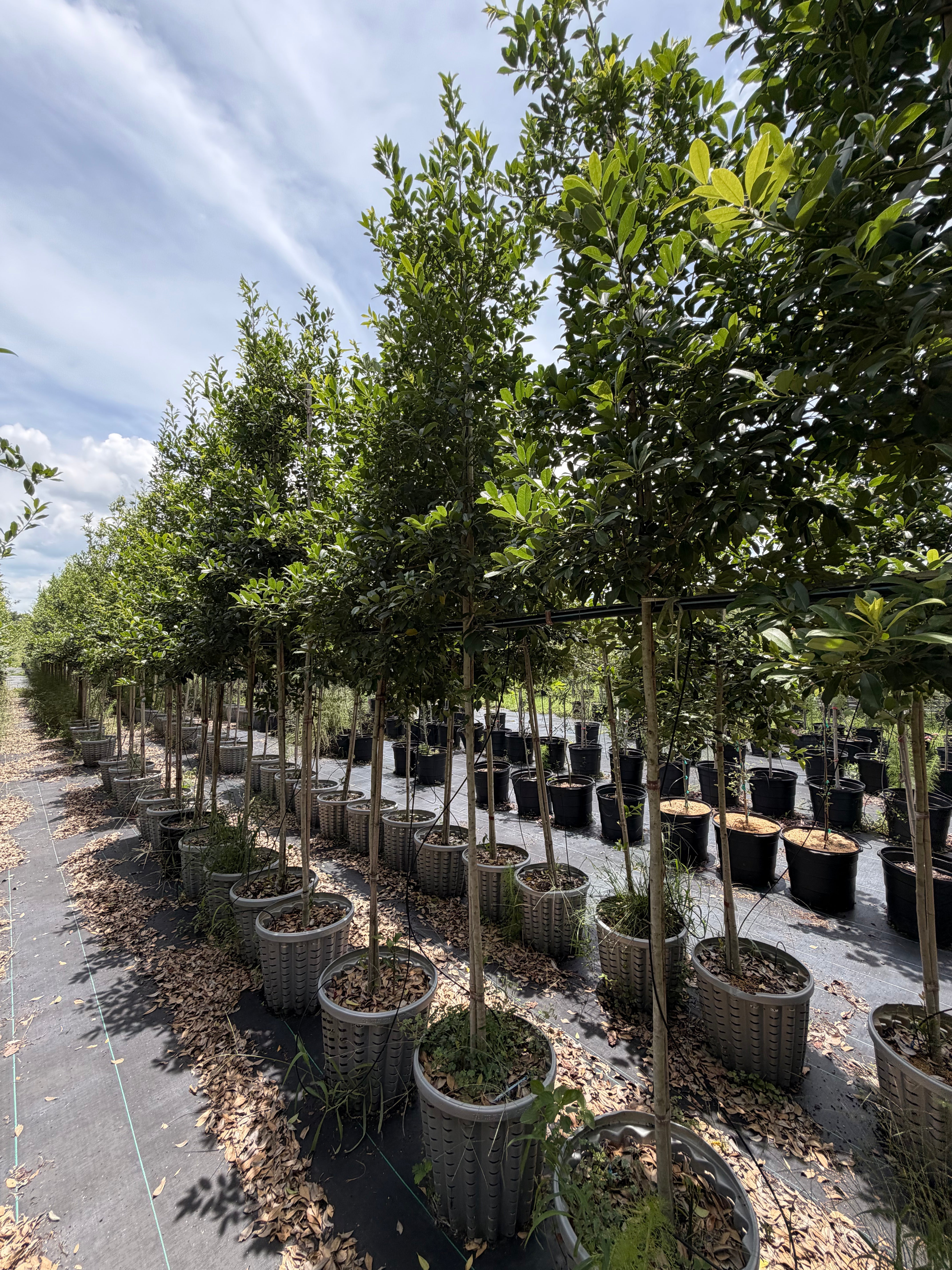 Best Trees for New Florida Construction Projects