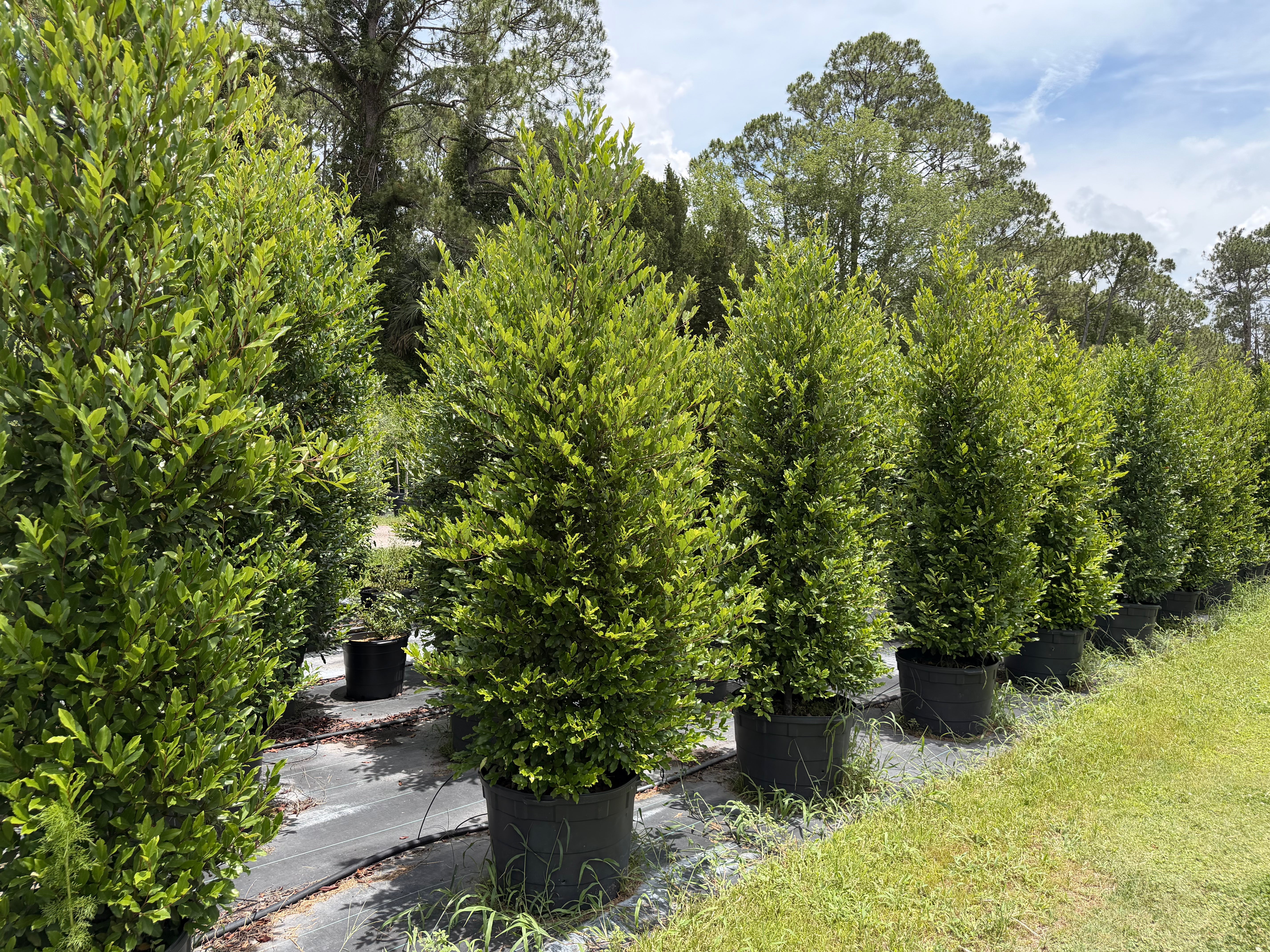 Native Trees That Increase Property Value in Florida