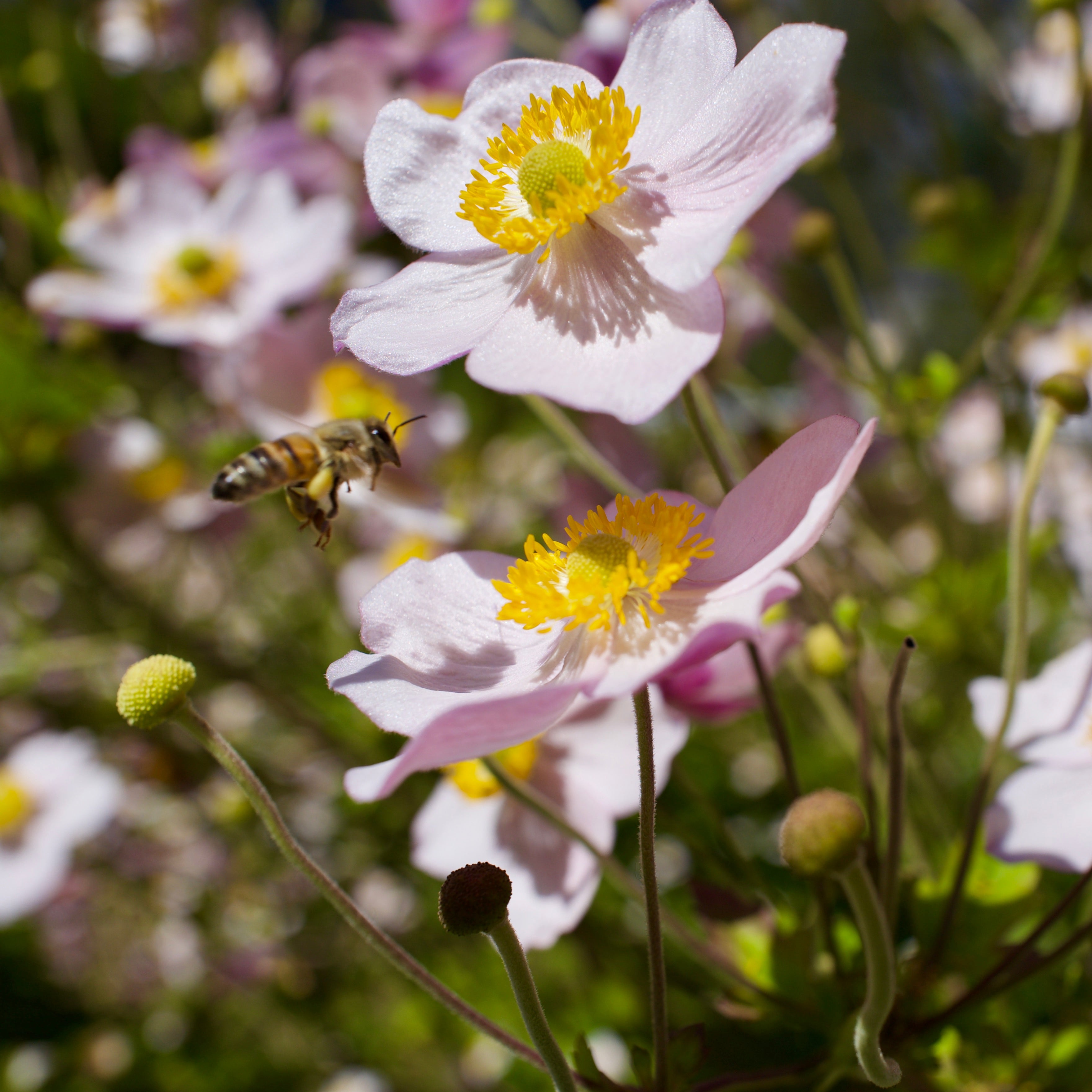 The Best Plants for Bees in Florida