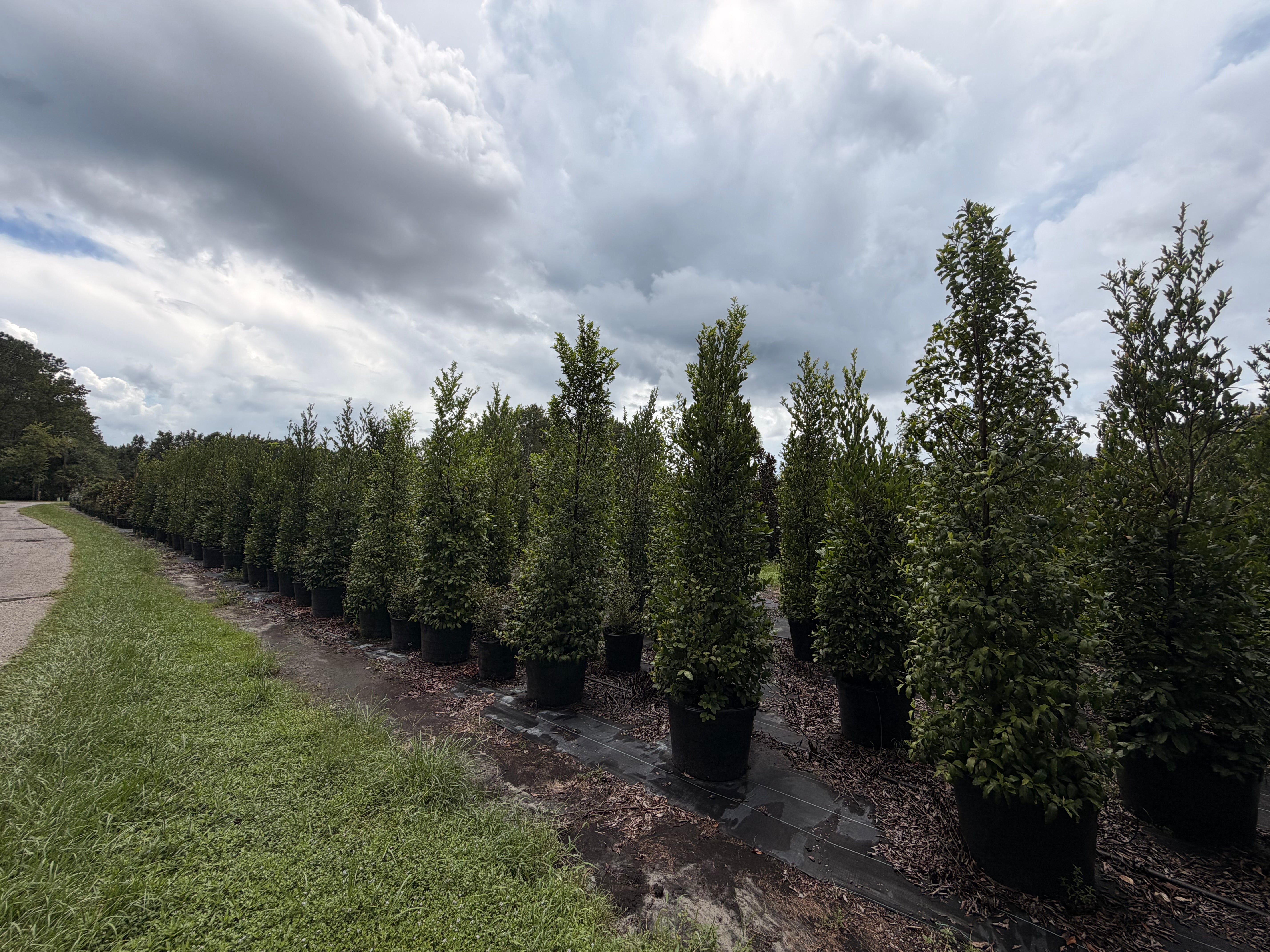 How Fast Does Cherry Laurel Grow? Growth Rate Guide