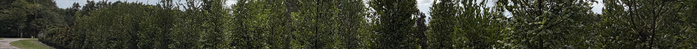 How Fast Does Cherry Laurel Grow? Growth Rate Guide