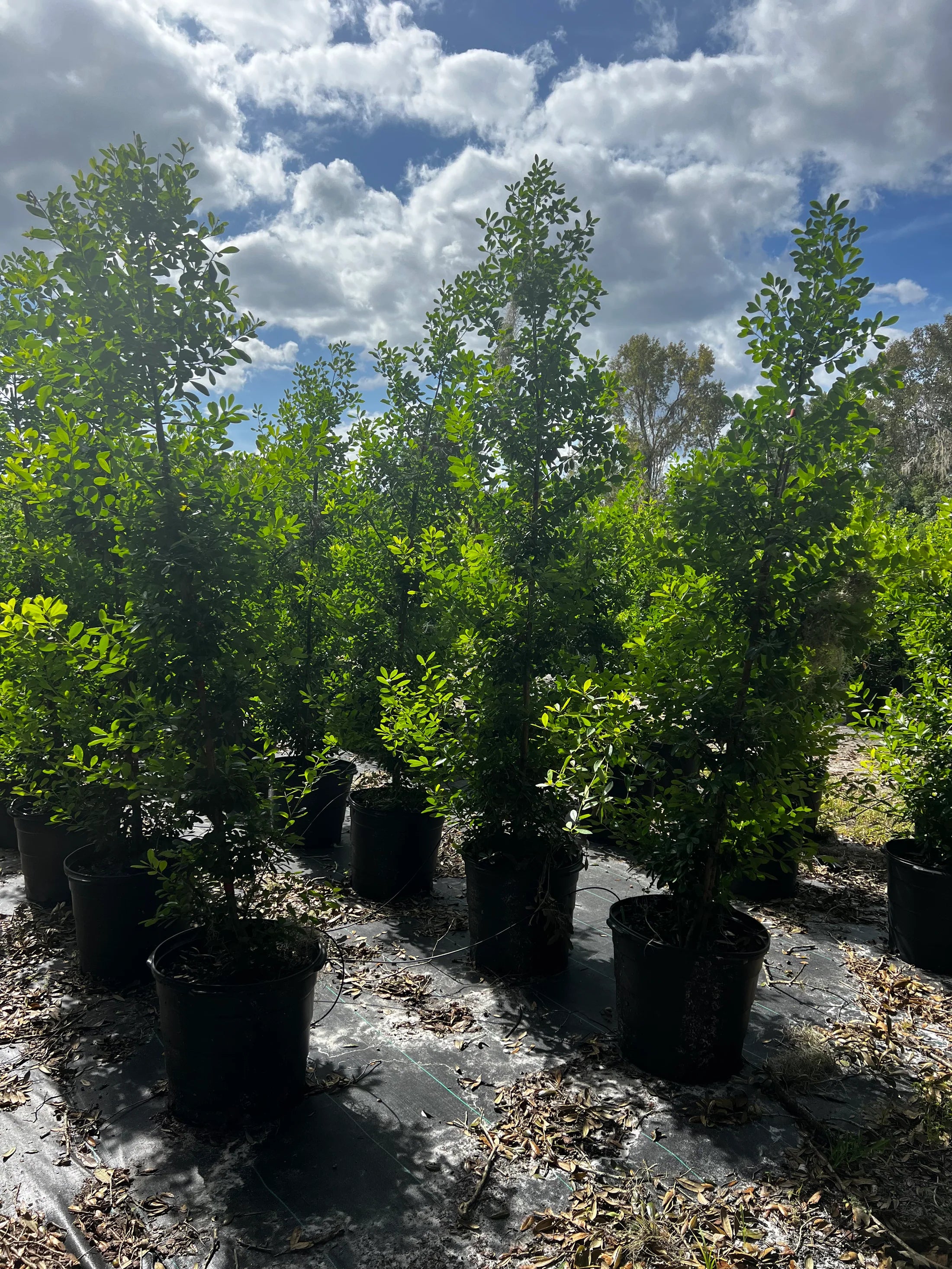 Discover the Elegance of Dahoon Holly: A Florida Native Treasure