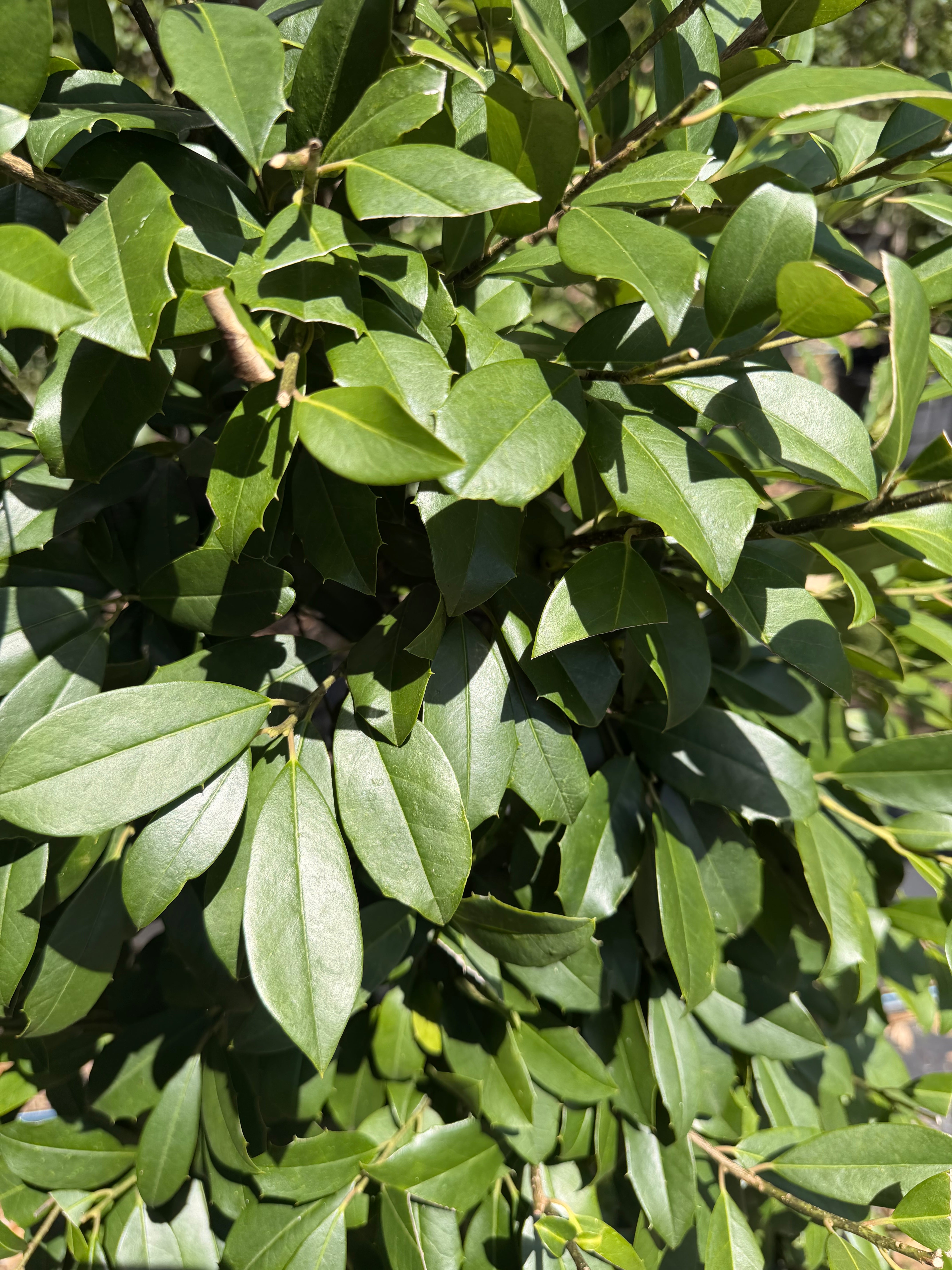 5 Reasons Landscapers Love Eagleston Holly | Flowing Well Tree Farm