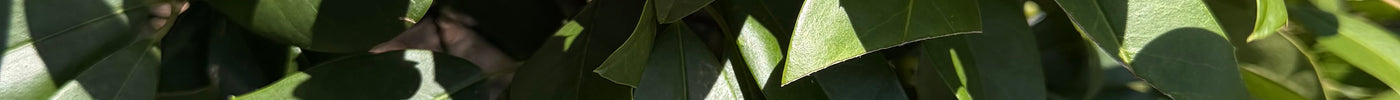 5 Reasons Landscapers Love Eagleston Holly | Flowing Well Tree Farm