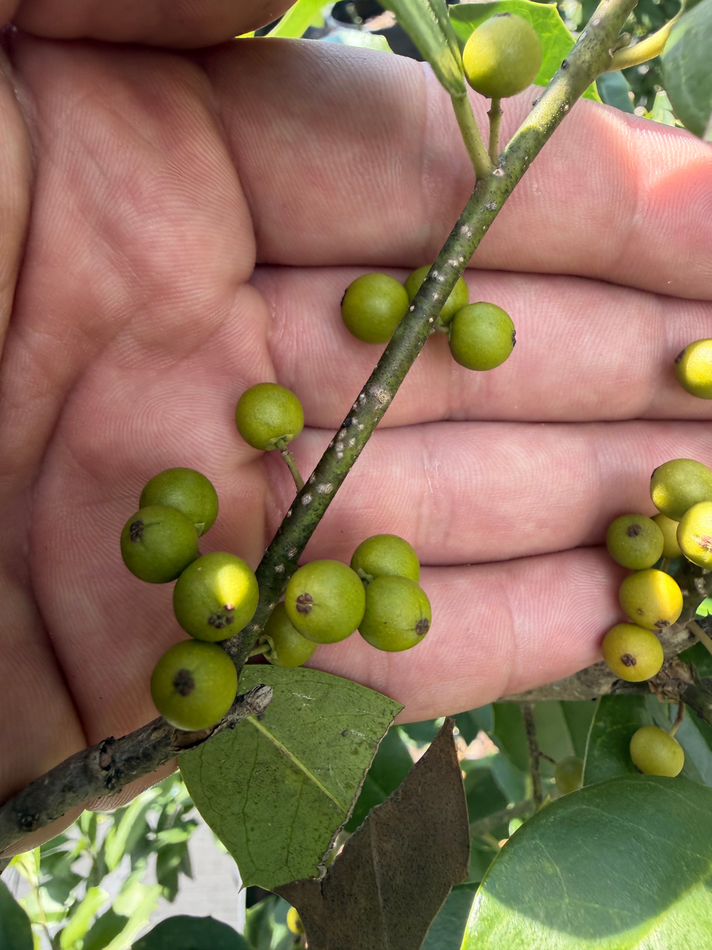 How Far Apart to Plant Eagleston Holly for Privacy