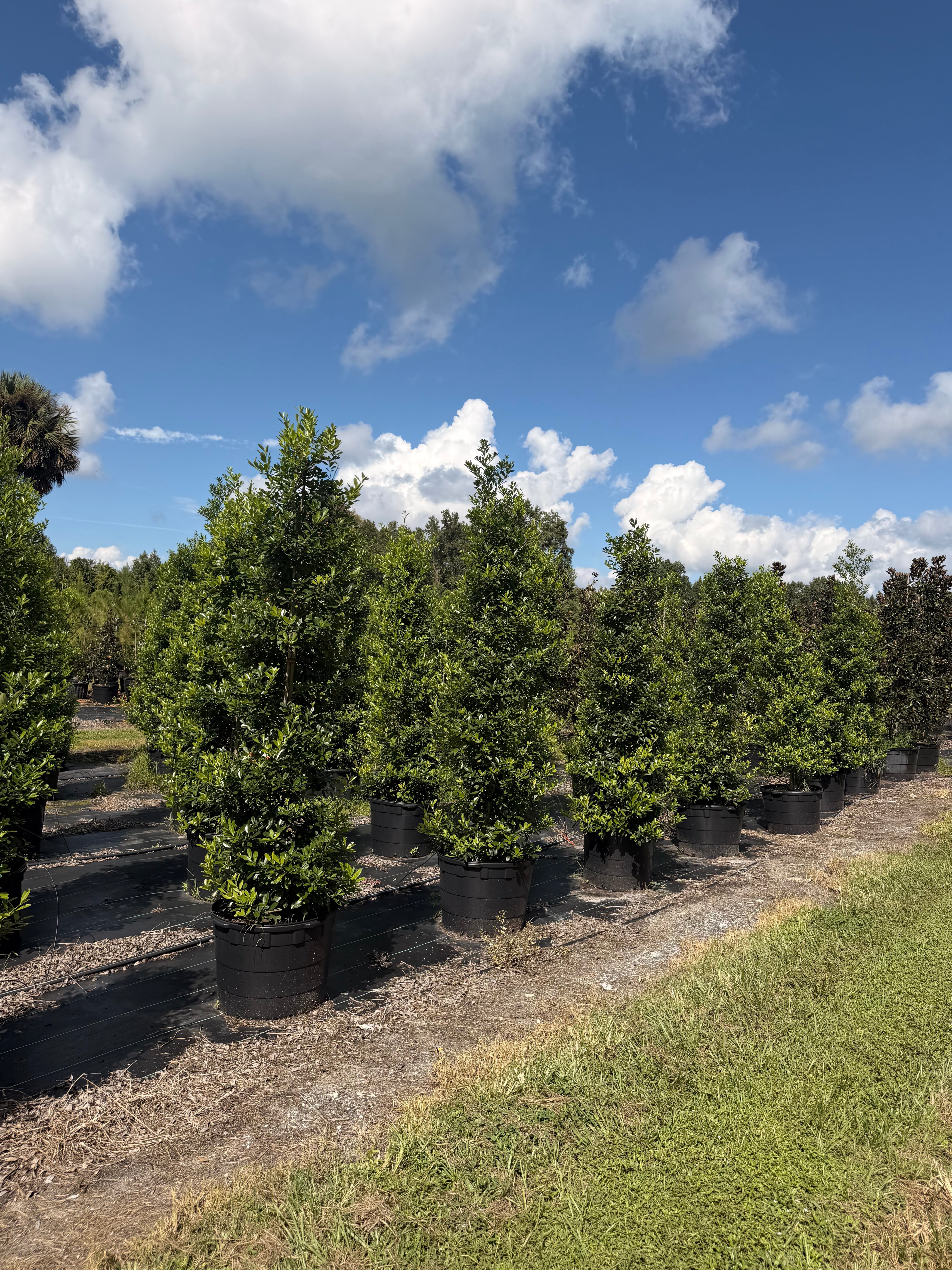 Wax Myrtle vs. Eagleston Holly vs. Simpson’s Stopper for an Orlando Hedge