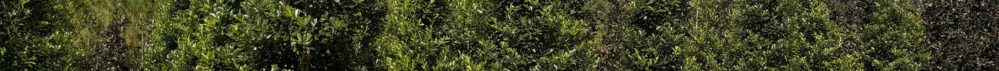 Wax Myrtle vs. Eagleston Holly vs. Simpson’s Stopper for an Orlando Hedge