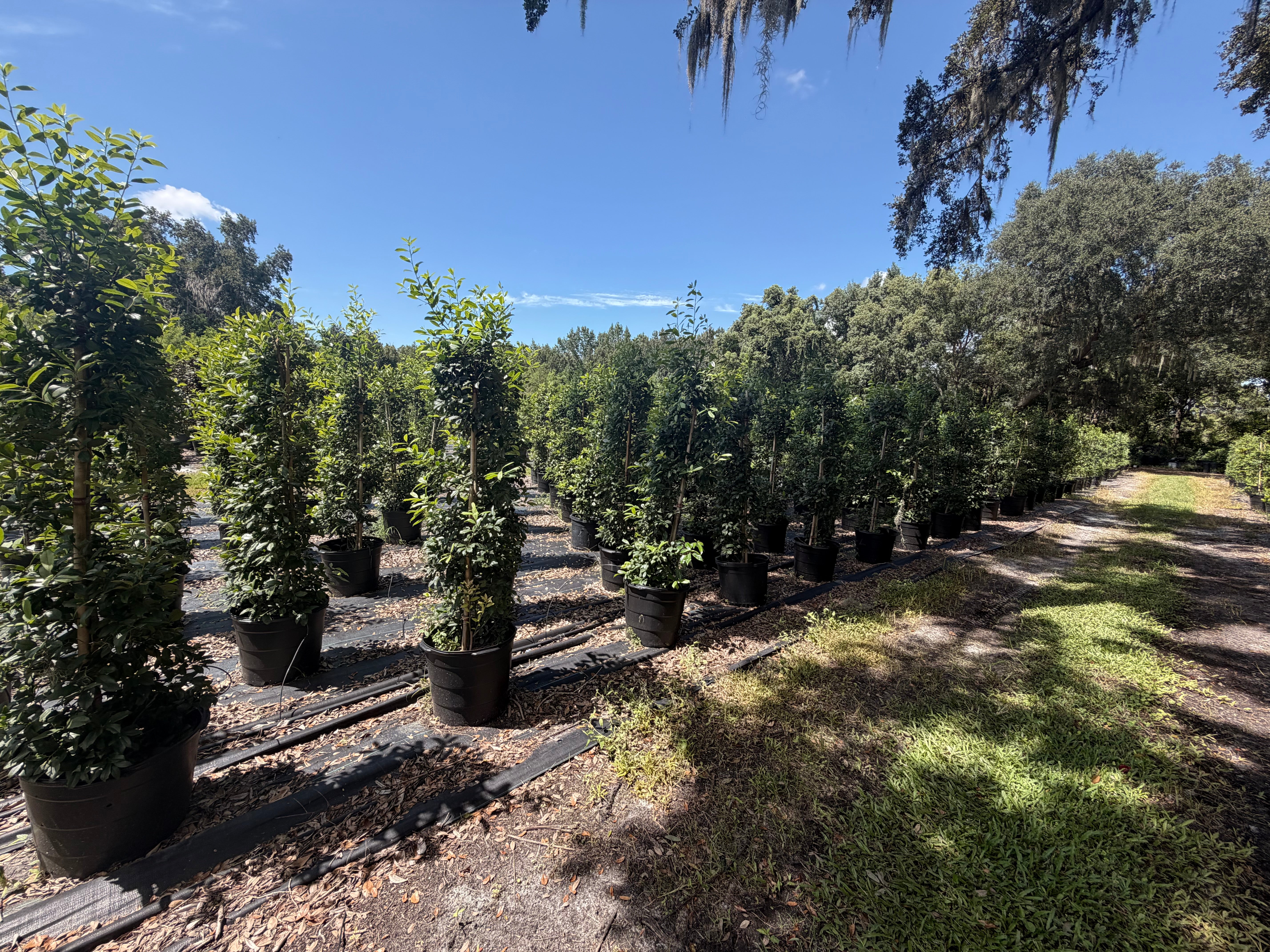 How Far Apart Should I Plant Eagleston Holly?