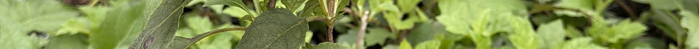Why We Need to Use Oakleaf Hydrangeas More