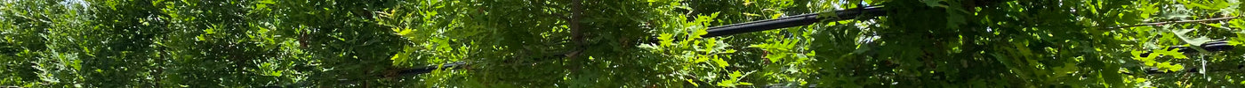 How to Care for Newly Planted Trees: A Guide to Ensure Strong, Healthy Growth