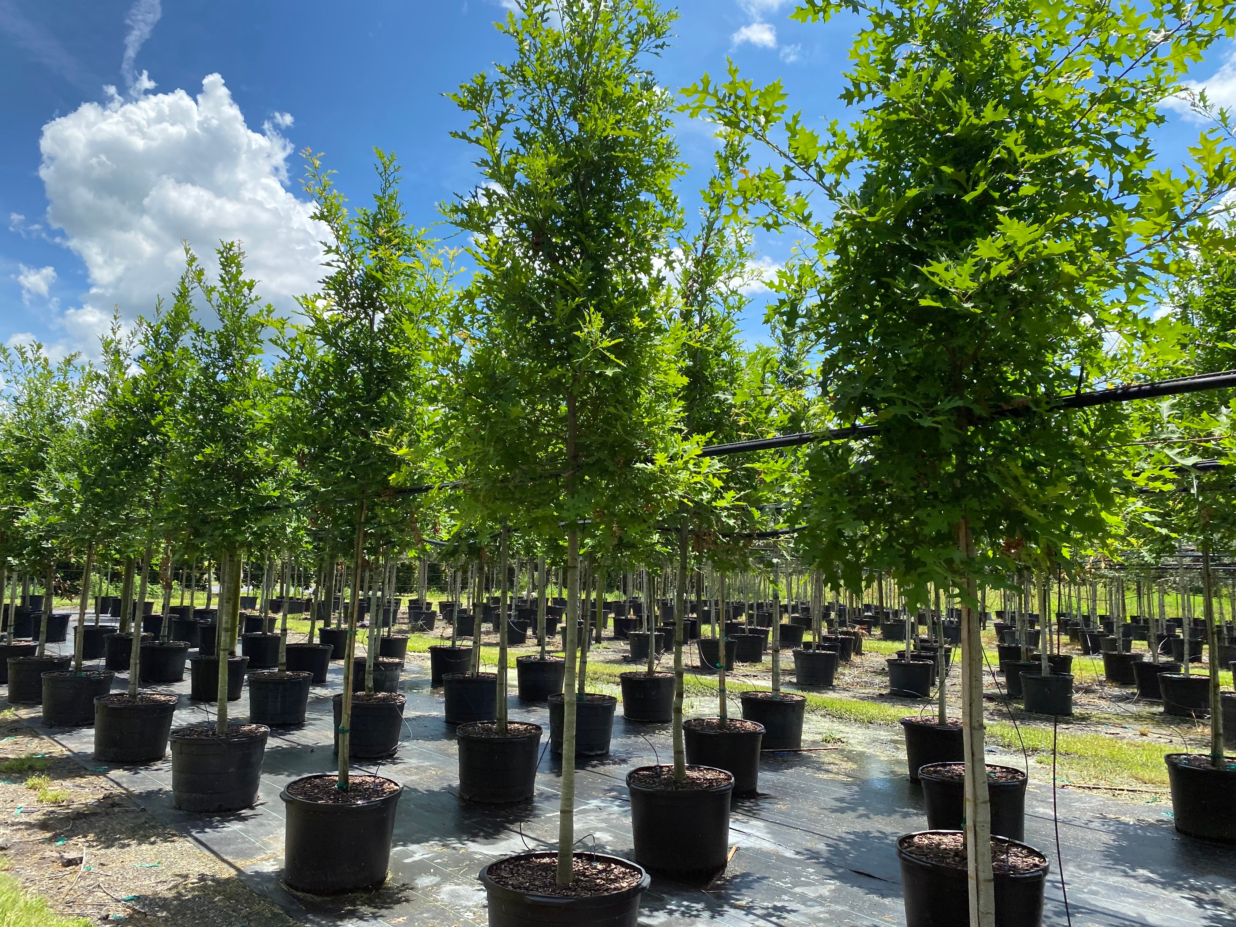Planted Tree How to Care for Newly Planted Trees: A Guide to Ensure Strong, Healthy ...