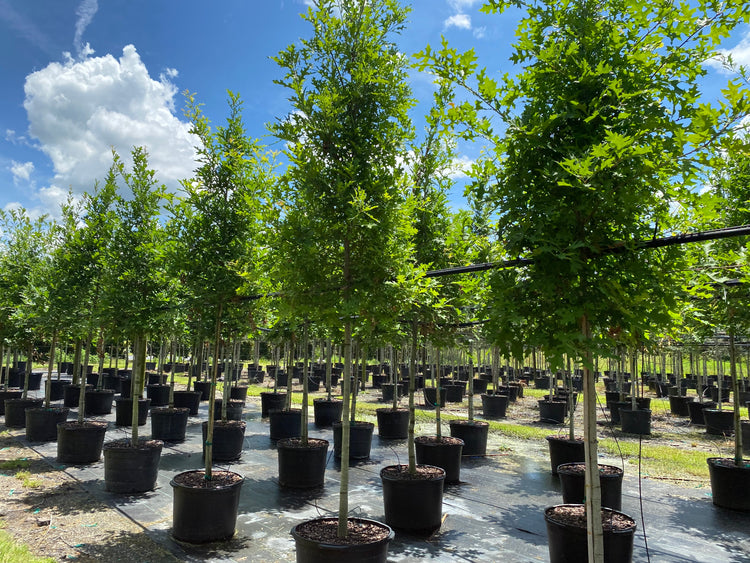 How to Care for Newly Planted Trees: A Guide to Ensure Strong, Healthy ...