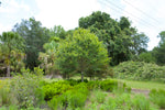 Why the Winged Elm is a Great Choice for Your Landscape