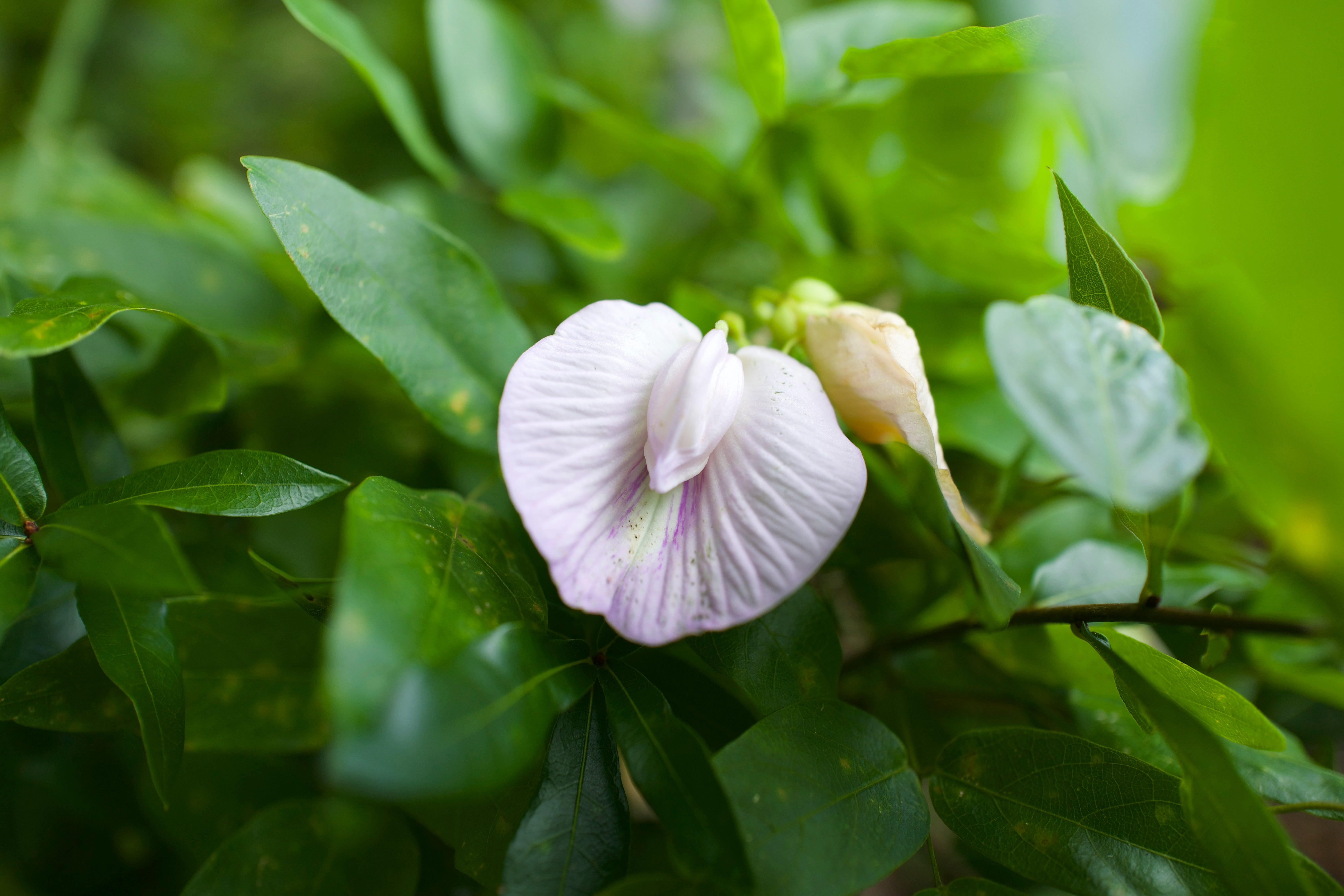 Native Plants That Bloom All Summer in Florida