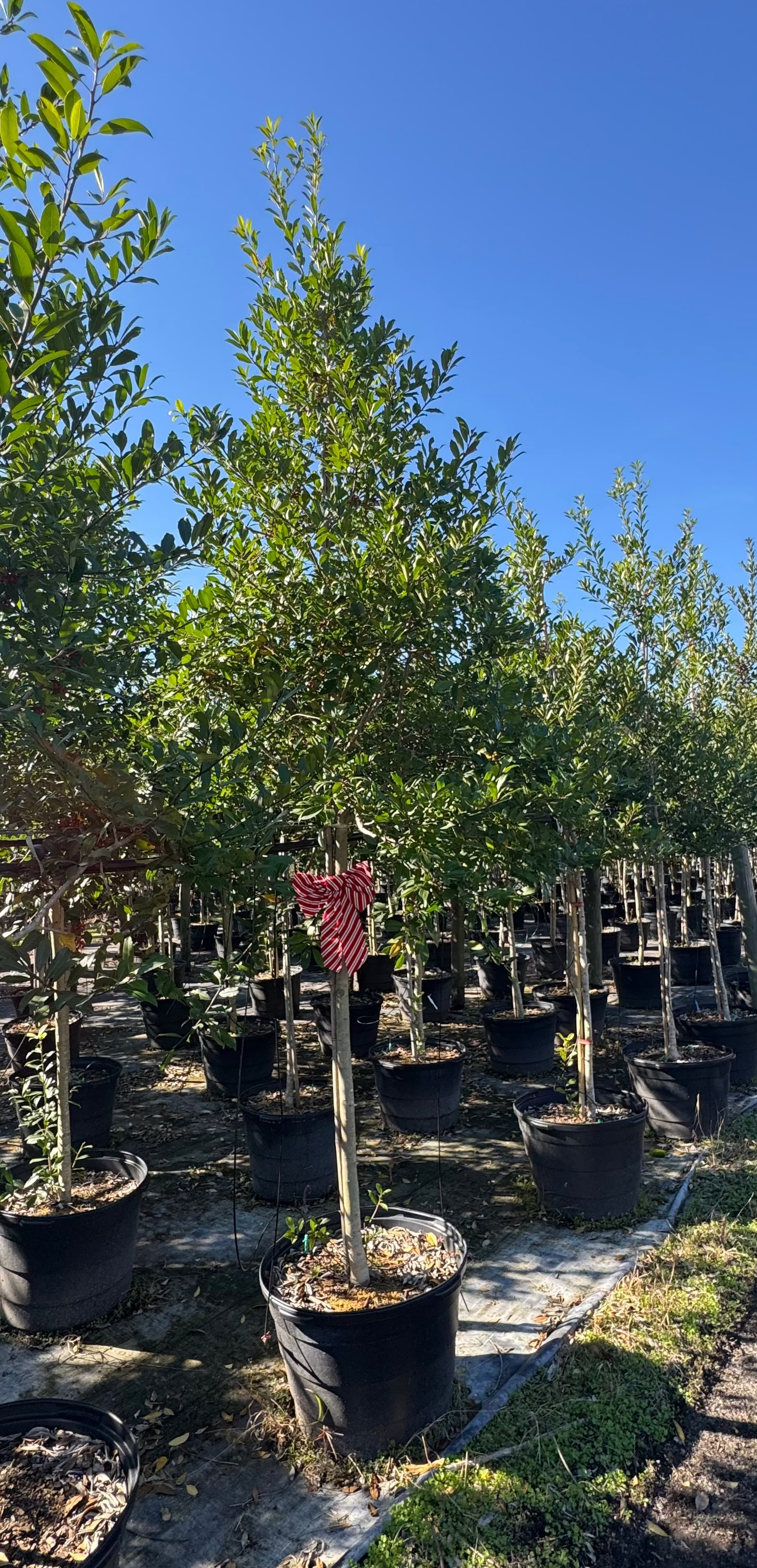 How Much Shade Does a Mature Live Oak Provide?