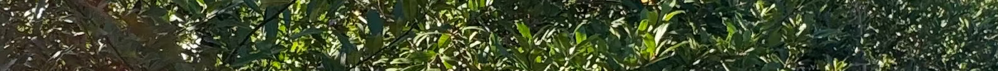 How Much Shade Does a Mature Live Oak Provide?