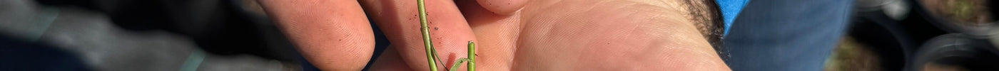 Milkweed Species Every Florida Gardener Should Know