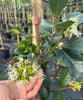 How to Be a Native Plant Collector in Florida
