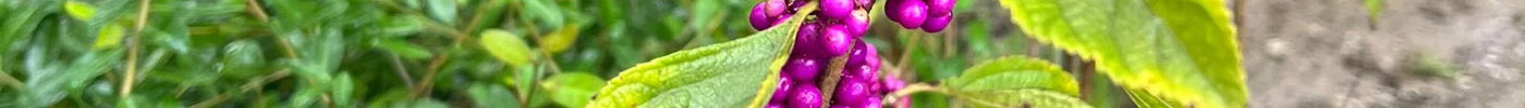 The Native Beautyberry: A Florida Treasure for Your Landscape