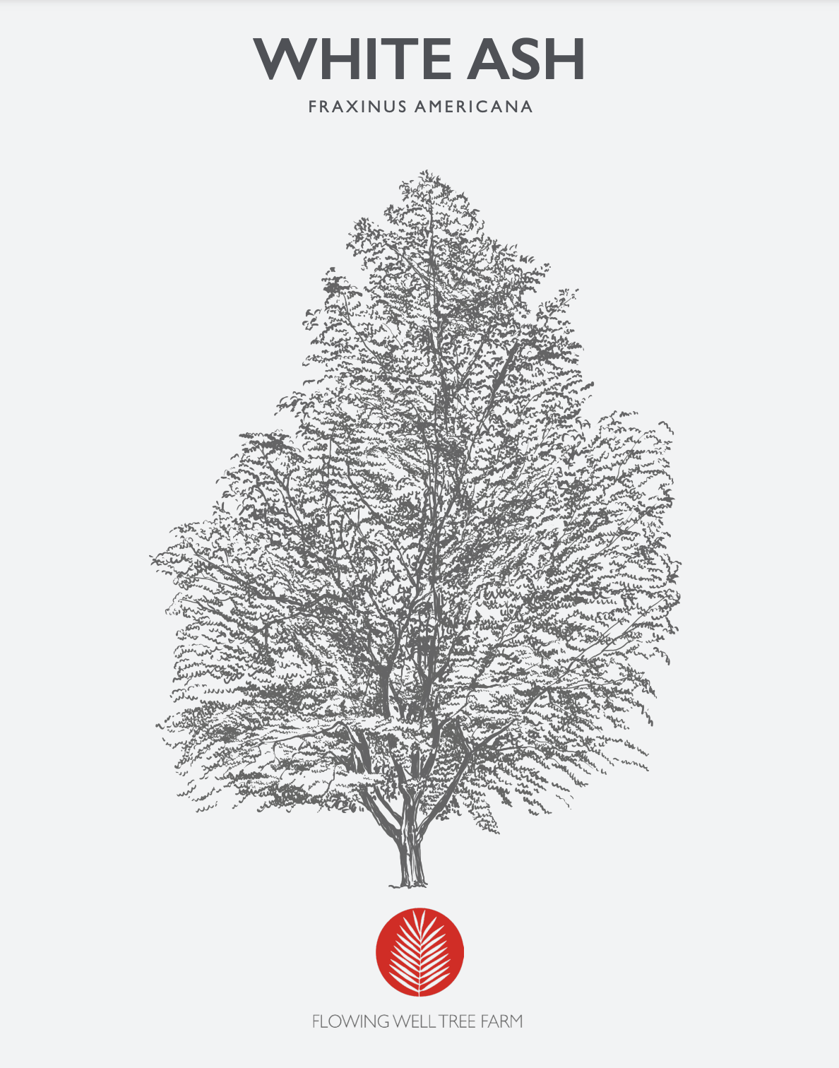 White Ash Native