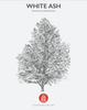 White Ash Native