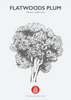 Flatwoods Plum Native