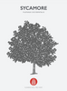 Sycamore Native